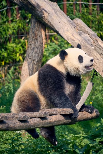 panda, bear, mammal Wallpaper 640x960