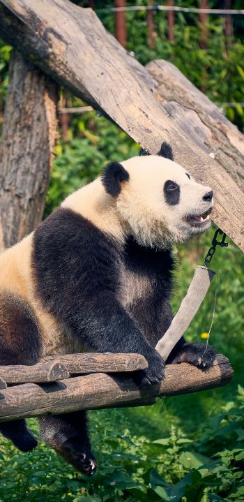 panda, bear, mammal Wallpaper 1080x2220