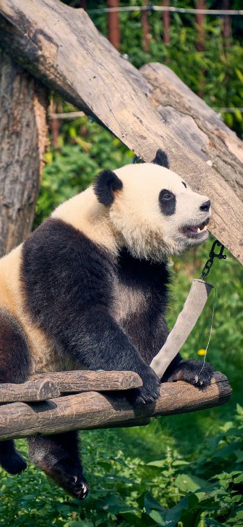 Обои 828x1792 панда, медведь, млекопитающее