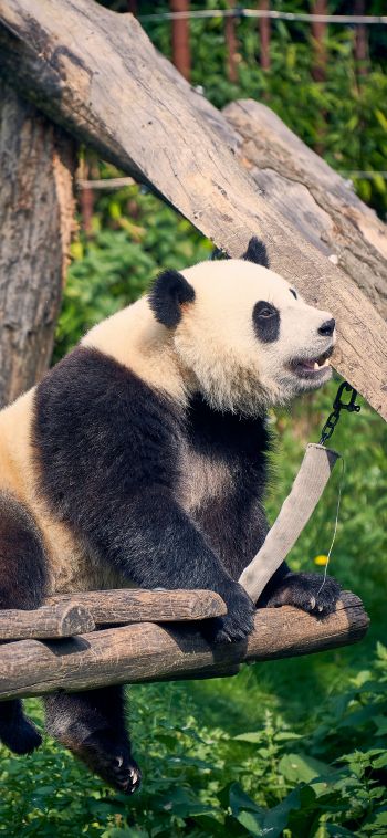 panda, bear, mammal Wallpaper 1080x2340