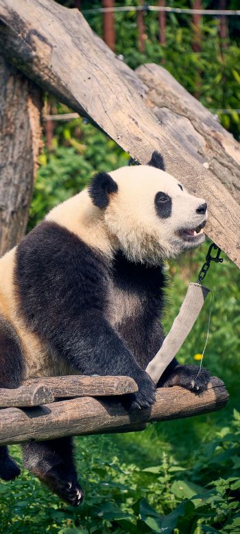 panda, bear, mammal Wallpaper 1080x2400