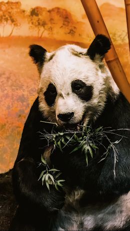 Обои 640x1136 панда, дикая природа, млекопитающее