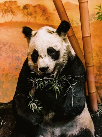 Обои 1668x2224 панда, дикая природа, млекопитающее