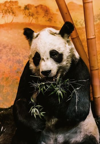 panda, wildlife, mammal Wallpaper 1668x2388