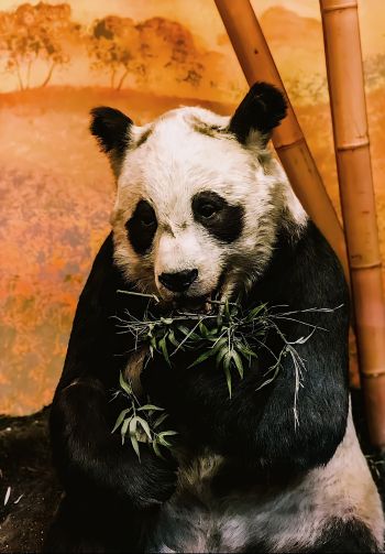 panda, wildlife, mammal Wallpaper 1640x2360