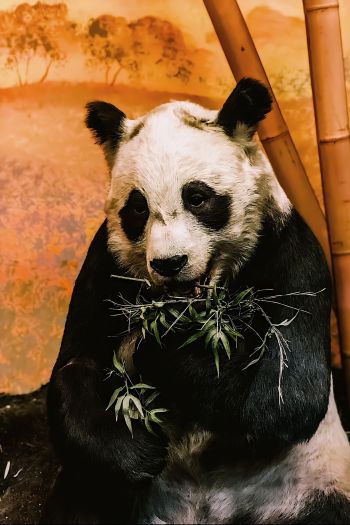 panda, wildlife, mammal Wallpaper 640x960