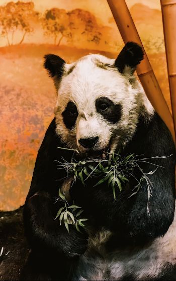 panda, wildlife, mammal Wallpaper 1752x2800