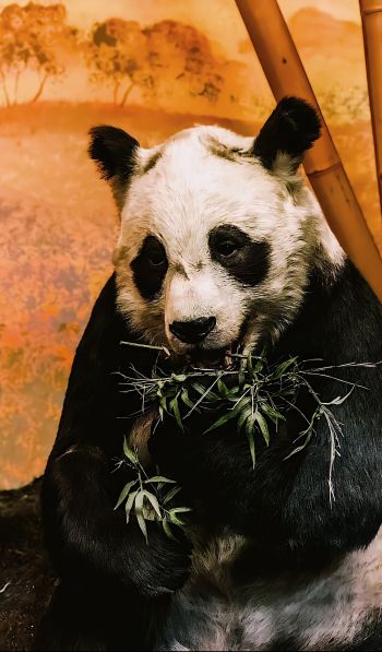 Обои 600x1024 панда, дикая природа, млекопитающее