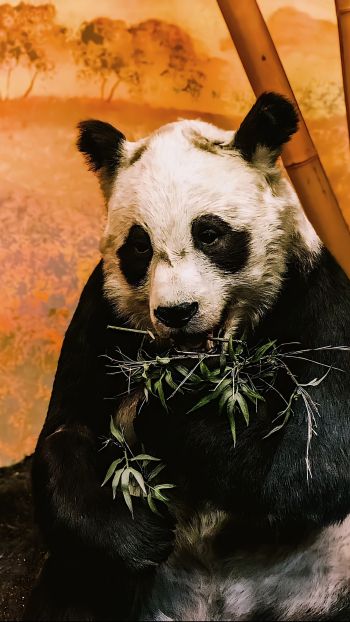 Обои 1440x2560 панда, дикая природа, млекопитающее