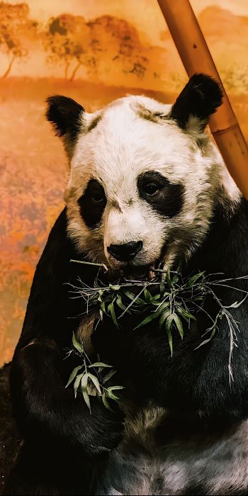 Обои 720x1440 панда, дикая природа, млекопитающее