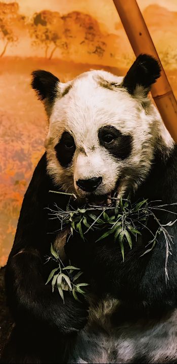 panda, wildlife, mammal Wallpaper 1080x2220