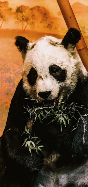 Обои 720x1520 панда, дикая природа, млекопитающее