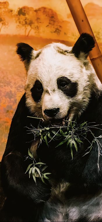 Обои 828x1792 панда, дикая природа, млекопитающее