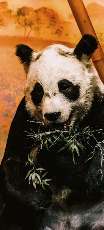 Обои 1440x3200 панда, дикая природа, млекопитающее