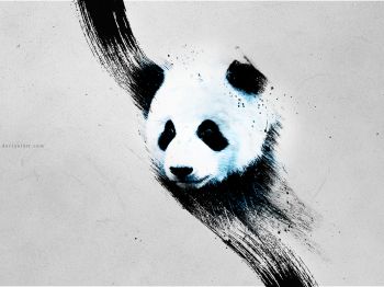 panda, gray Wallpaper 1024x768