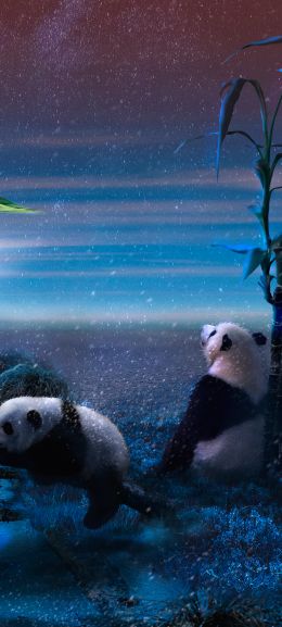 panda, blue, snow Wallpaper 720x1600