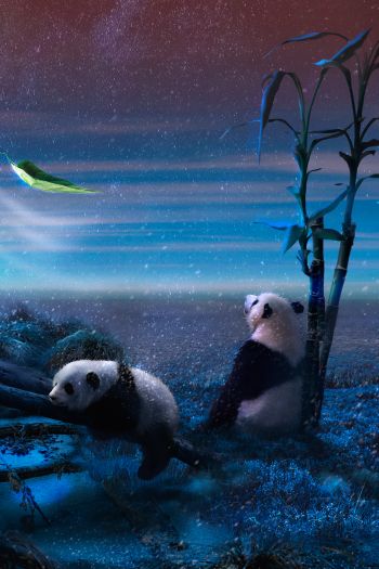 panda, blue, snow Wallpaper 640x960