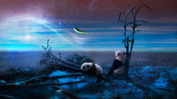 panda, blue, snow Wallpaper 3840x2160