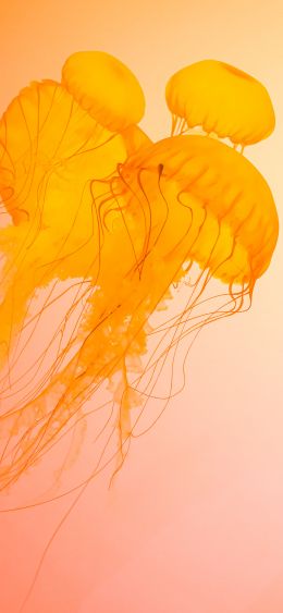 jellyfish, underwater world, invertebrates Wallpaper 1080x2340