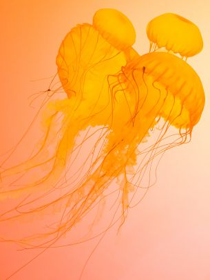 jellyfish, underwater world, invertebrates Wallpaper 1620x2160