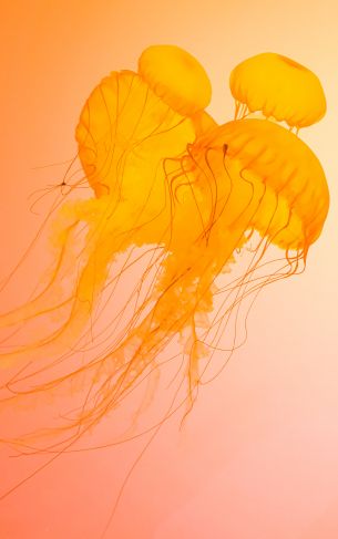 jellyfish, underwater world, invertebrates Wallpaper 1752x2800