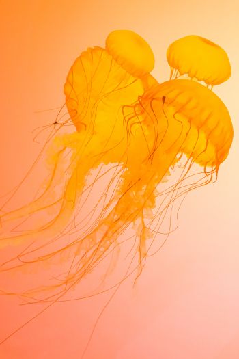 jellyfish, underwater world, invertebrates Wallpaper 640x960