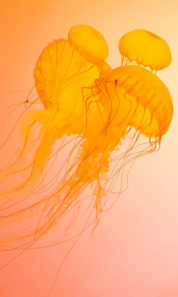jellyfish, underwater world, invertebrates Wallpaper 1200x2000