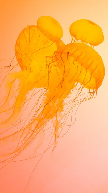 Обои 1440x2560 медузы, подводный мир, беспозвоночные