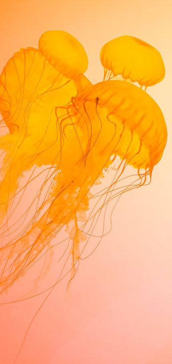 Обои 1440x3040 медузы, подводный мир, беспозвоночные