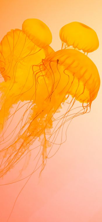 Обои 828x1792 медузы, подводный мир, беспозвоночные
