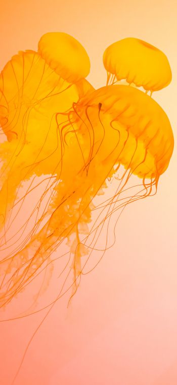 jellyfish, underwater world, invertebrates Wallpaper 1080x2340