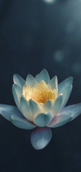 water lily, petals Wallpaper 720x1520
