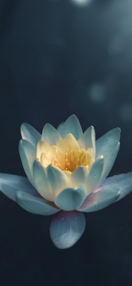 water lily, petals Wallpaper 1080x2340
