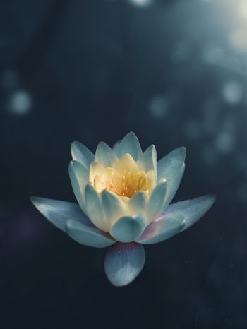 water lily, petals Wallpaper 1668x2224
