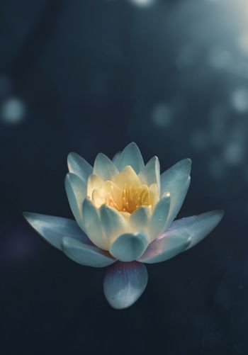 water lily, petals Wallpaper 1668x2388