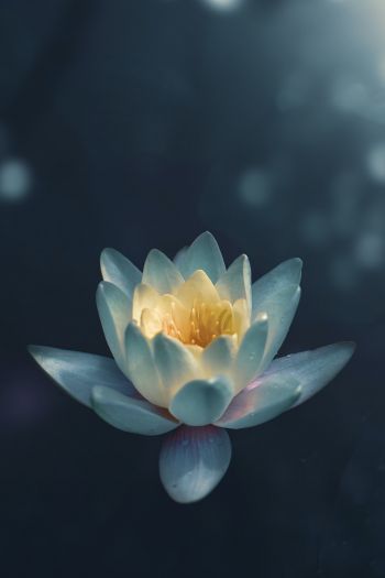 water lily, petals Wallpaper 640x960