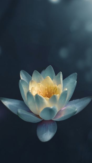 water lily, petals Wallpaper 640x1136