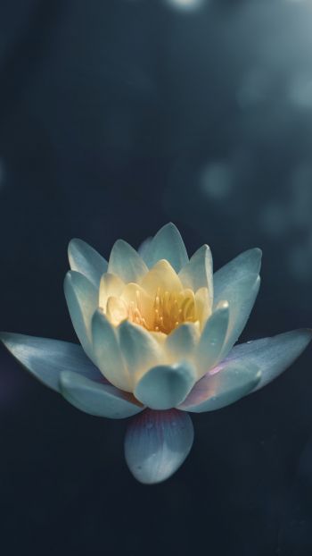 water lily, petals Wallpaper 1080x1920