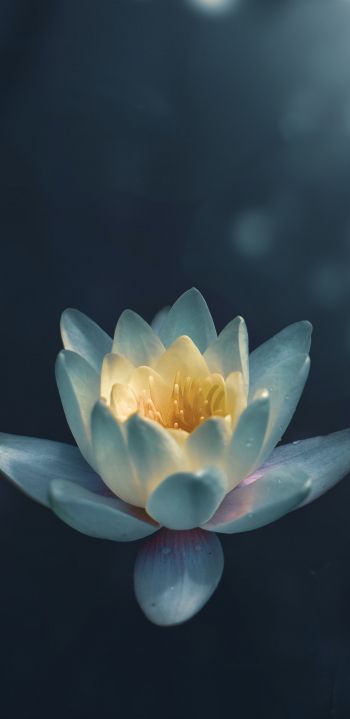 water lily, petals Wallpaper 1440x2960