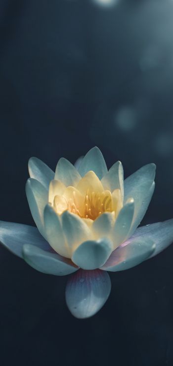 water lily, petals Wallpaper 1080x2280