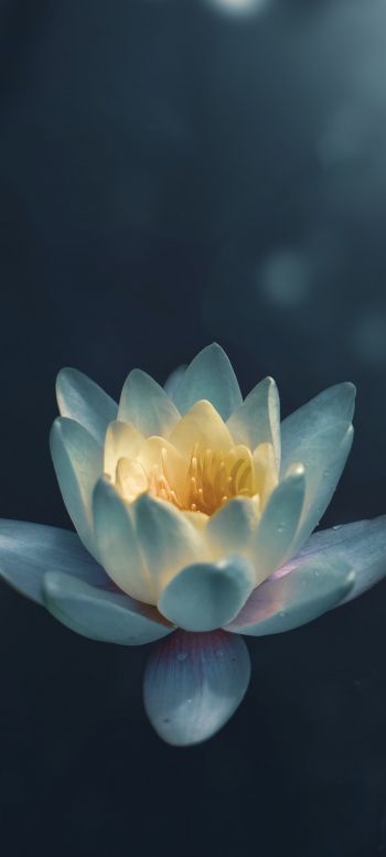 water lily, petals Wallpaper 1080x2400