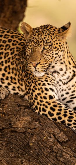 leopard, wildlife, predator Wallpaper 1080x2340