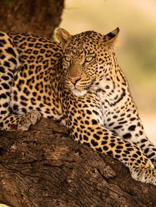 Обои 1668x2224 леопард, дикая природа, хищник