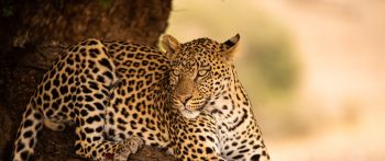 leopard, wildlife, predator Wallpaper 2560x1080