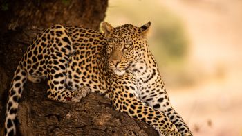 leopard, wildlife, predator Wallpaper 1600x900