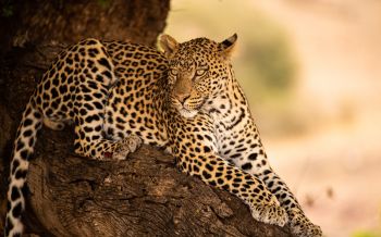 leopard, wildlife, predator Wallpaper 2560x1600