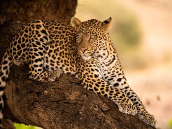 leopard, wildlife, predator Wallpaper 1024x768