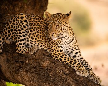 leopard, wildlife, predator Wallpaper 1280x1024