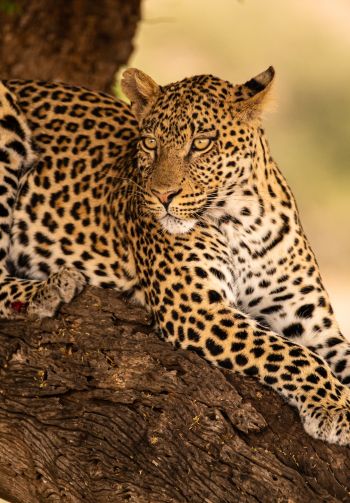 Обои 1640x2360 леопард, дикая природа, хищник