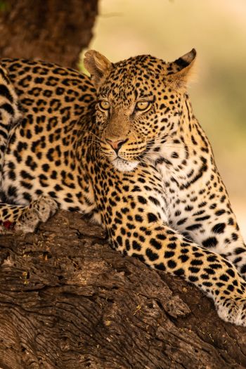 Обои 640x960 леопард, дикая природа, хищник